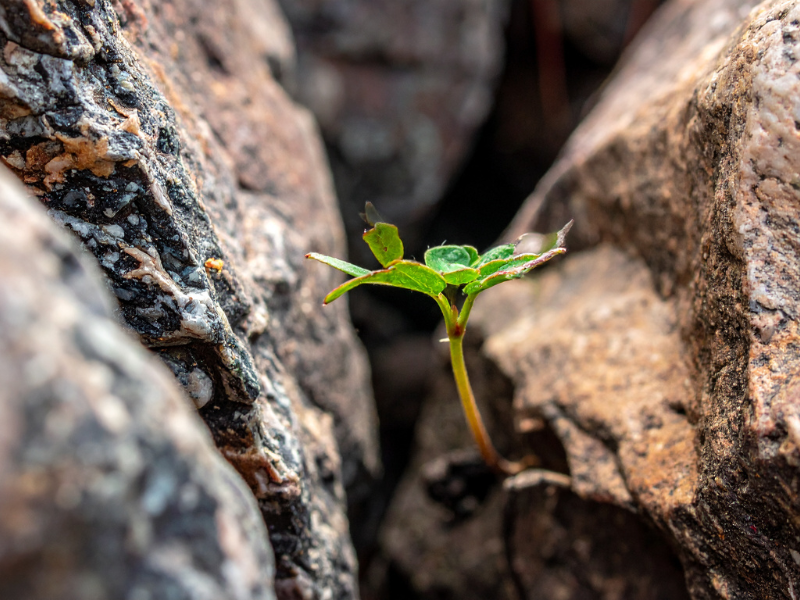 nervous system regulation online sessions